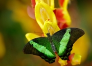 雷火电竞主播-跨洲际的唯一对决，曼城欧冠淘汰赛速胜澳大利亚的战术奇迹